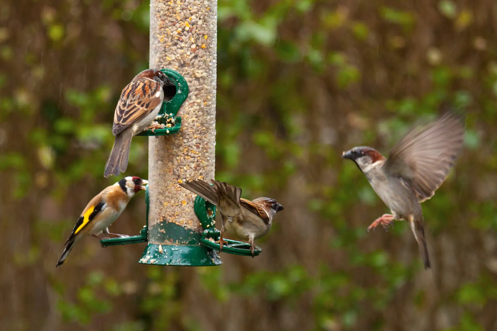 Birds eating from a feeder in a garden setting.