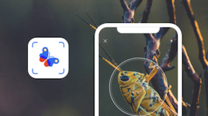 Picture Insect insect identification AI app showing an insect photo and app interface