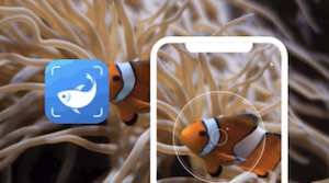 Picture Fish fish identification AI app showing a fish photo and app interface