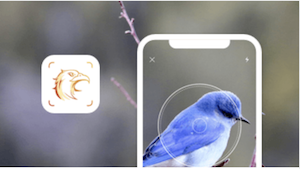 Picture Bird bird identification AI app showing a bird photo and app interface