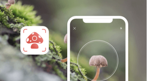 Picture Mushroom mushroom identification AI app showing a mushroom photo and app interface