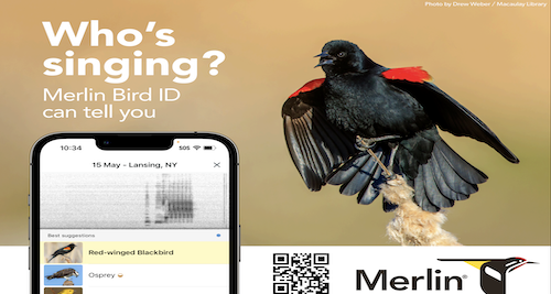Merlin Bird ID bird identification app showing photo and sound ID interface