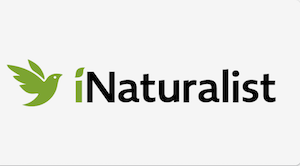 iNaturalist biodiversity identification and citizen science app interface