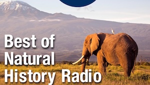 Best of Natural History Radio podcast cover with elephant