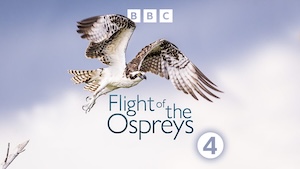 Flight of the Ospreys BBC podcast cover
