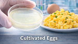 Cultivated Egg