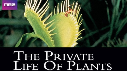 The Private Life of Plants (1995)
