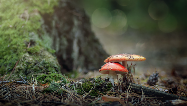 Forests & Plants