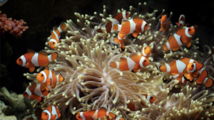 Oceans & Marine Life