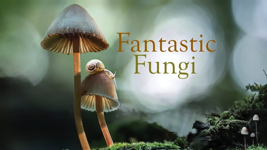 Fantastic Fungi (2019)