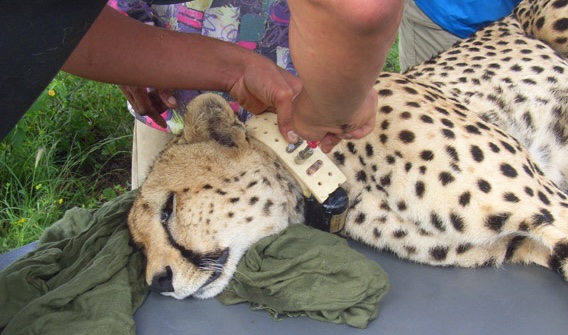 conservationtravelafrica Endangered Wildlife Conservation - Volunteer in South Africa