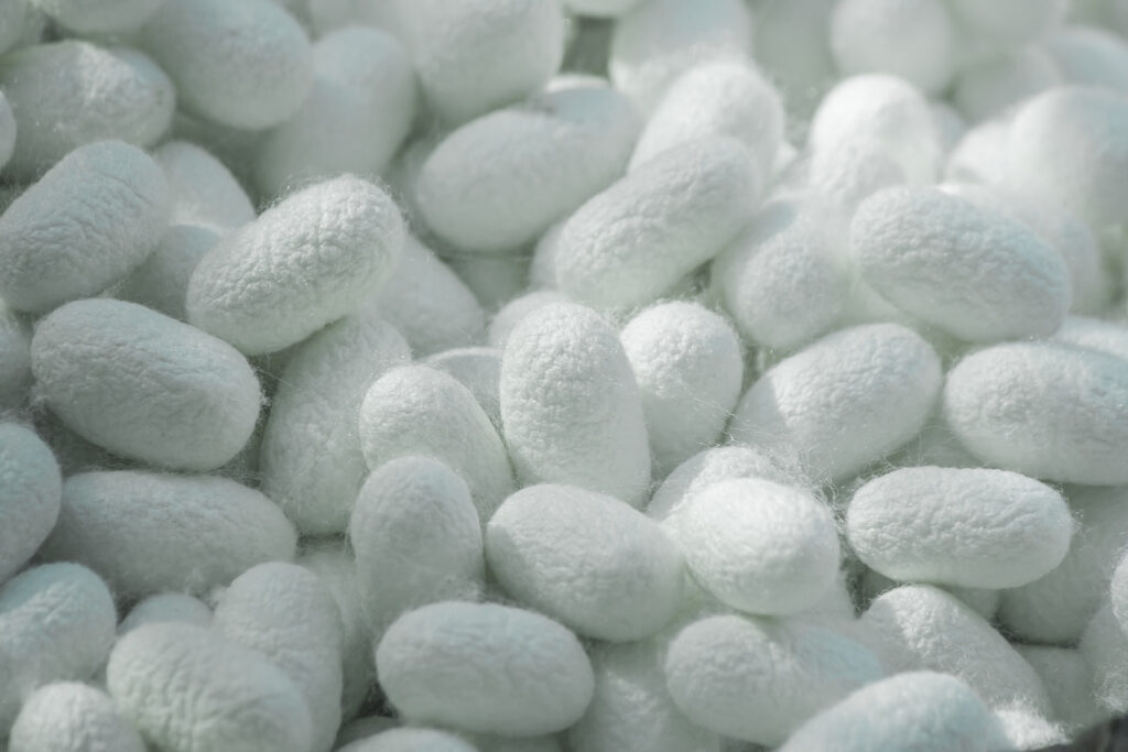 silk cocoon