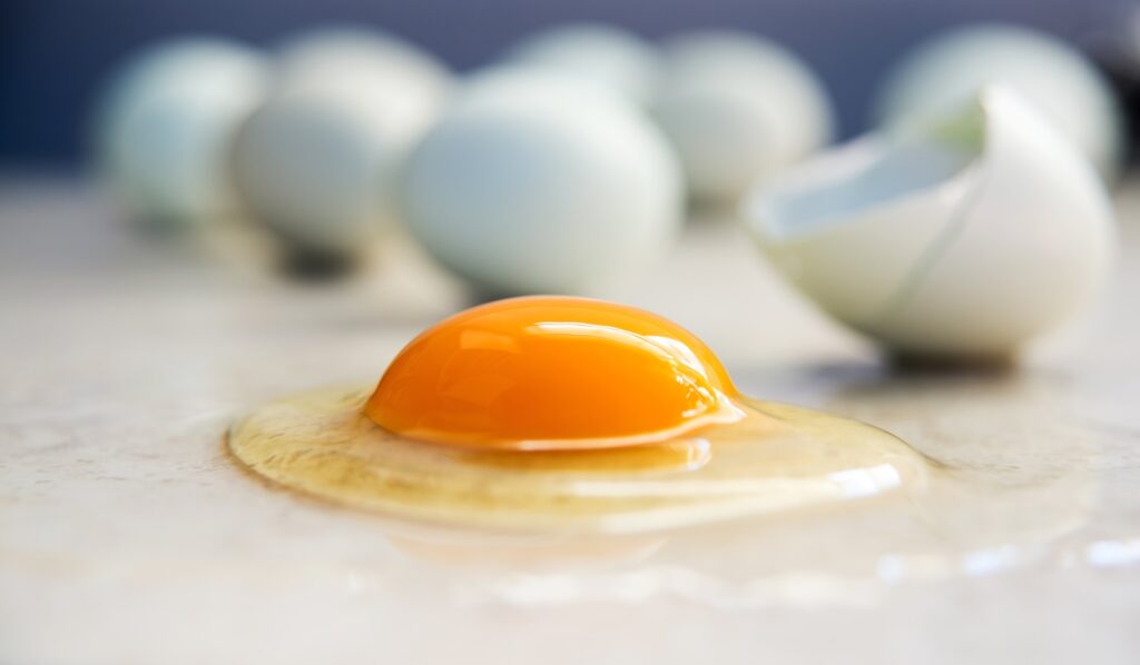 Egg