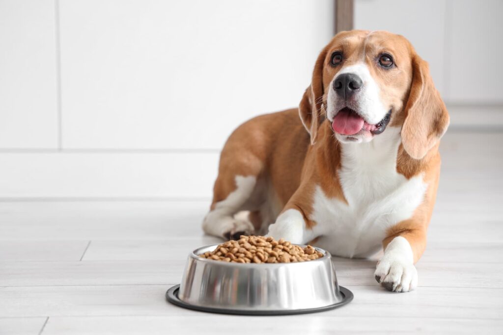 Beagle and Dry Food