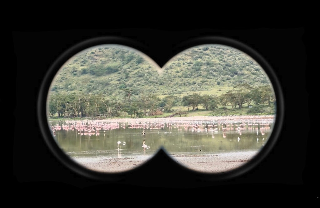 Binocular view of flamingos on Lake Naivasha in Kenya with thousands of birds in their natural habitat