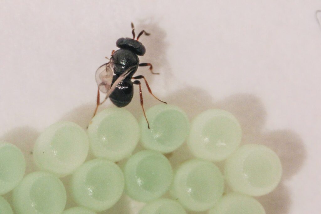 A samurai wasp (Trissolcus japonicus) attacking a mass of brown marmorated stink bug eggs.