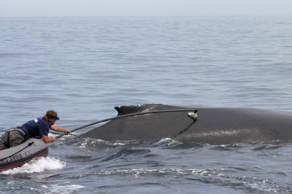Researcher in a small boat uses a long pole to attach a suction-cup tag to a surfaced humpback whale.