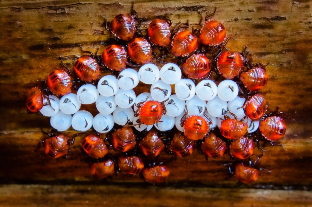 Newly hatched stink bug nymphs crowded on their eggshells.