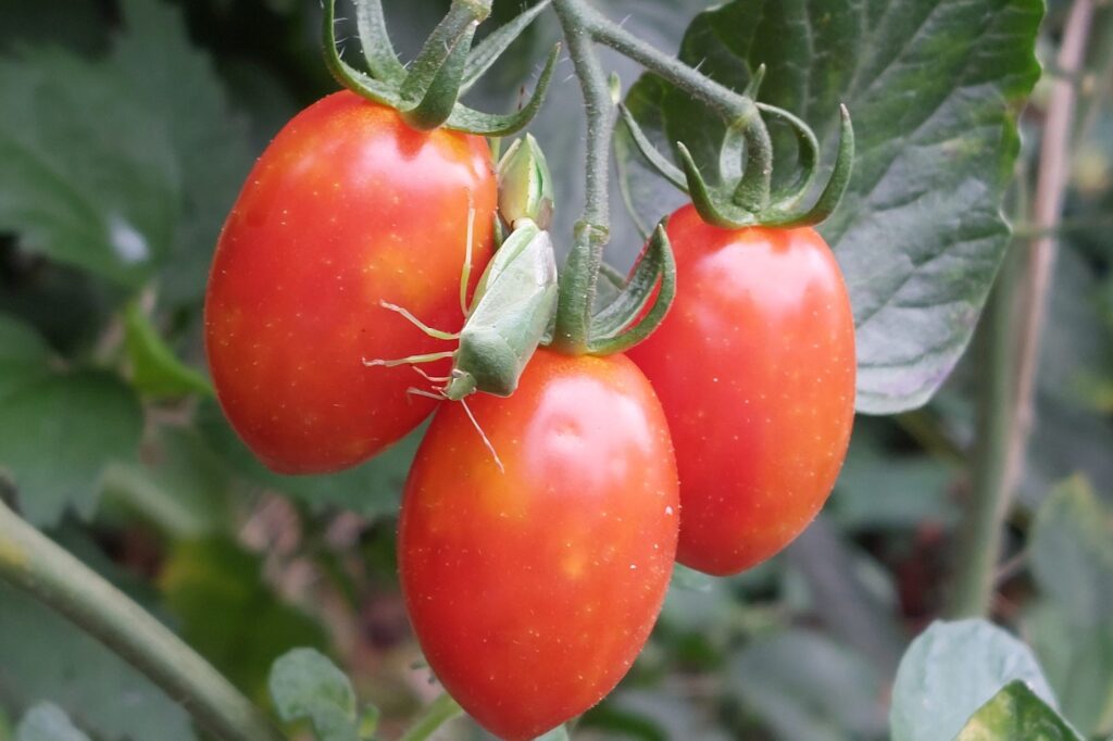 A green shield bug feeding on ripening tomatoes. Stink bugs pierce fruit with a slender beak and drink from it, leaving pale blotches in the flesh.