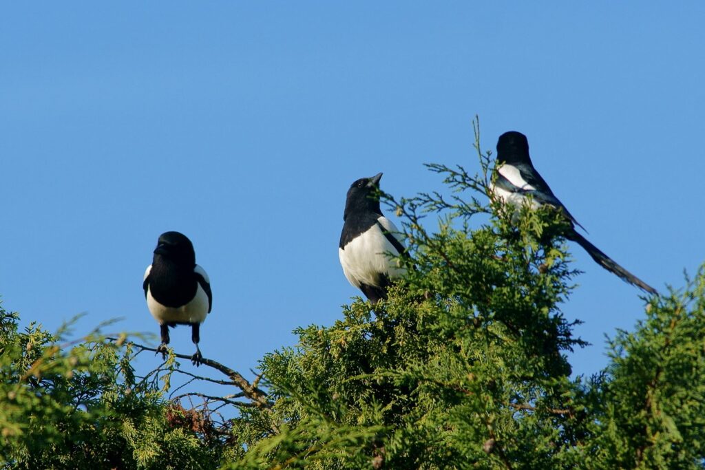 Three Eurasian magpies (Pica pica) perched at the top of a conifer against a clear blue sky