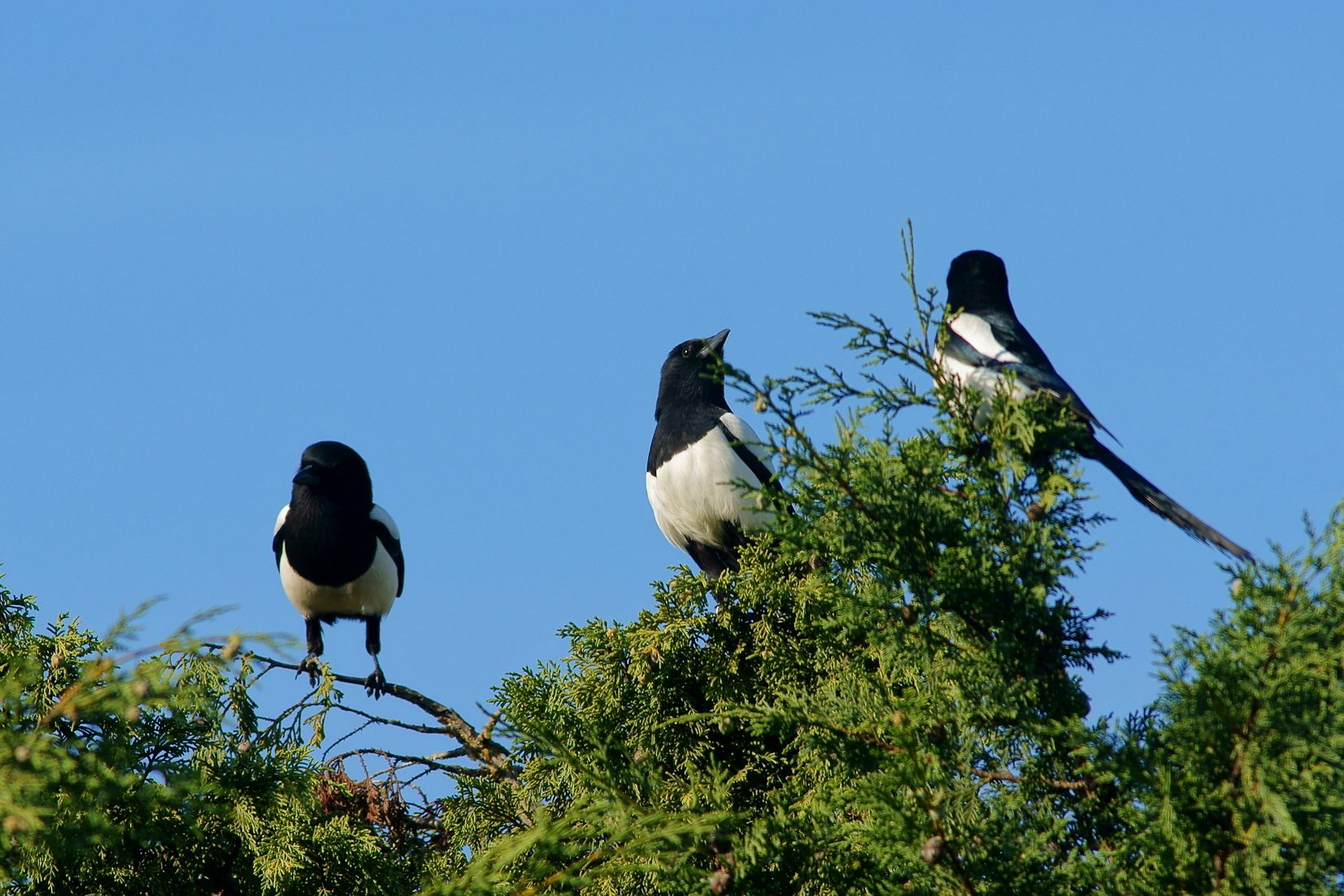 Three Eurasian magpies (Pica pica) perched at the top of a conifer against a clear blue sky