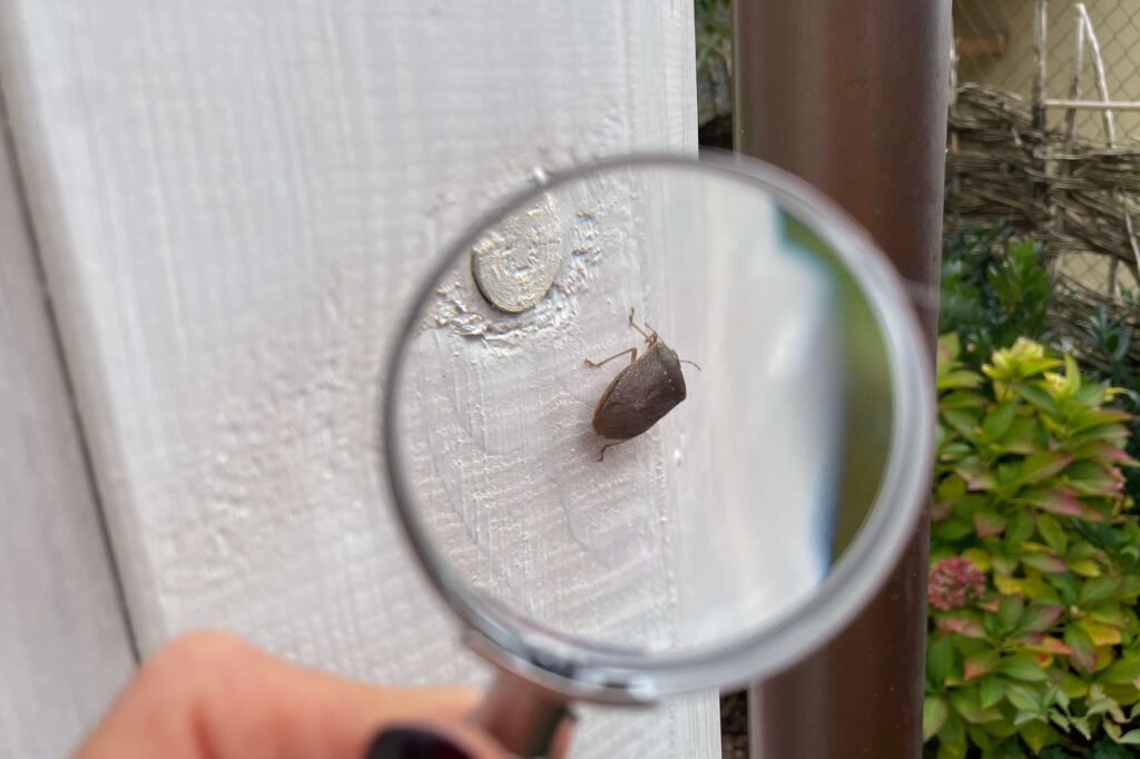 Stink bug (Pentatomidae) on a white gazebo wall in my garden, viewed through a magnifying glass.